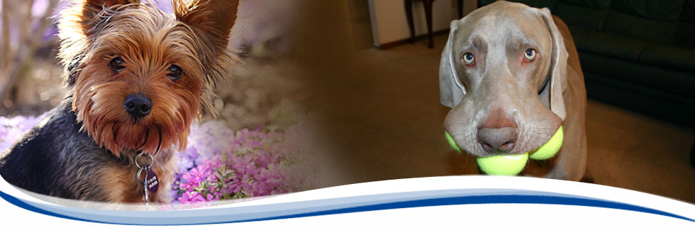 Precise Home Care lifestyle