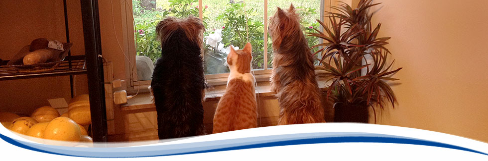 Precise Home Care lifestyle